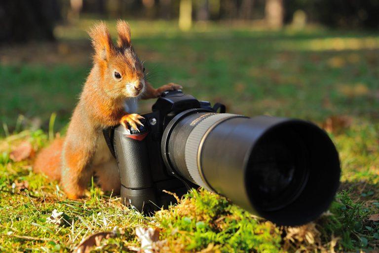 squirrel and camera