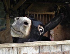 A donkey’s smile by Margaret Robson