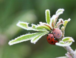 Ladybirds in winter by Marie Cecil