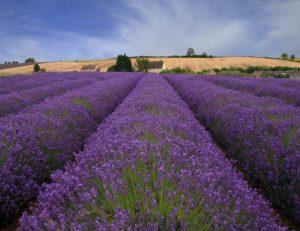Lavender by Jeff Henley
