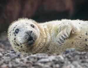 Seal pup by Mark Wardle