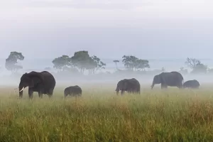 📸 Elephants in the mist by Janice Clark