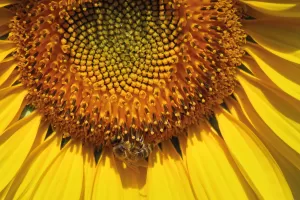📸 Honey Bee Sunflower by Amy Gatley