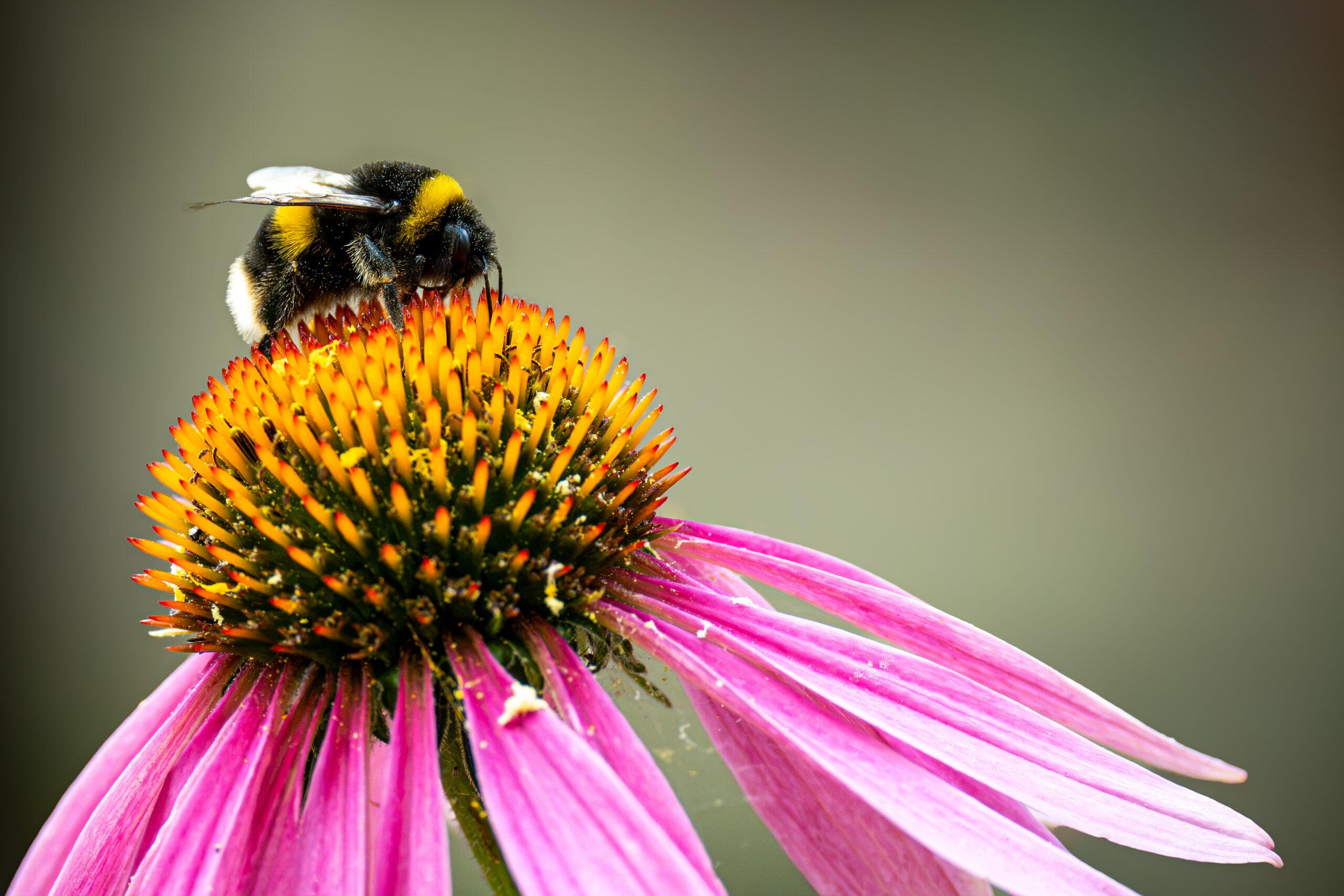 Bee-on-Echinacea_2026
