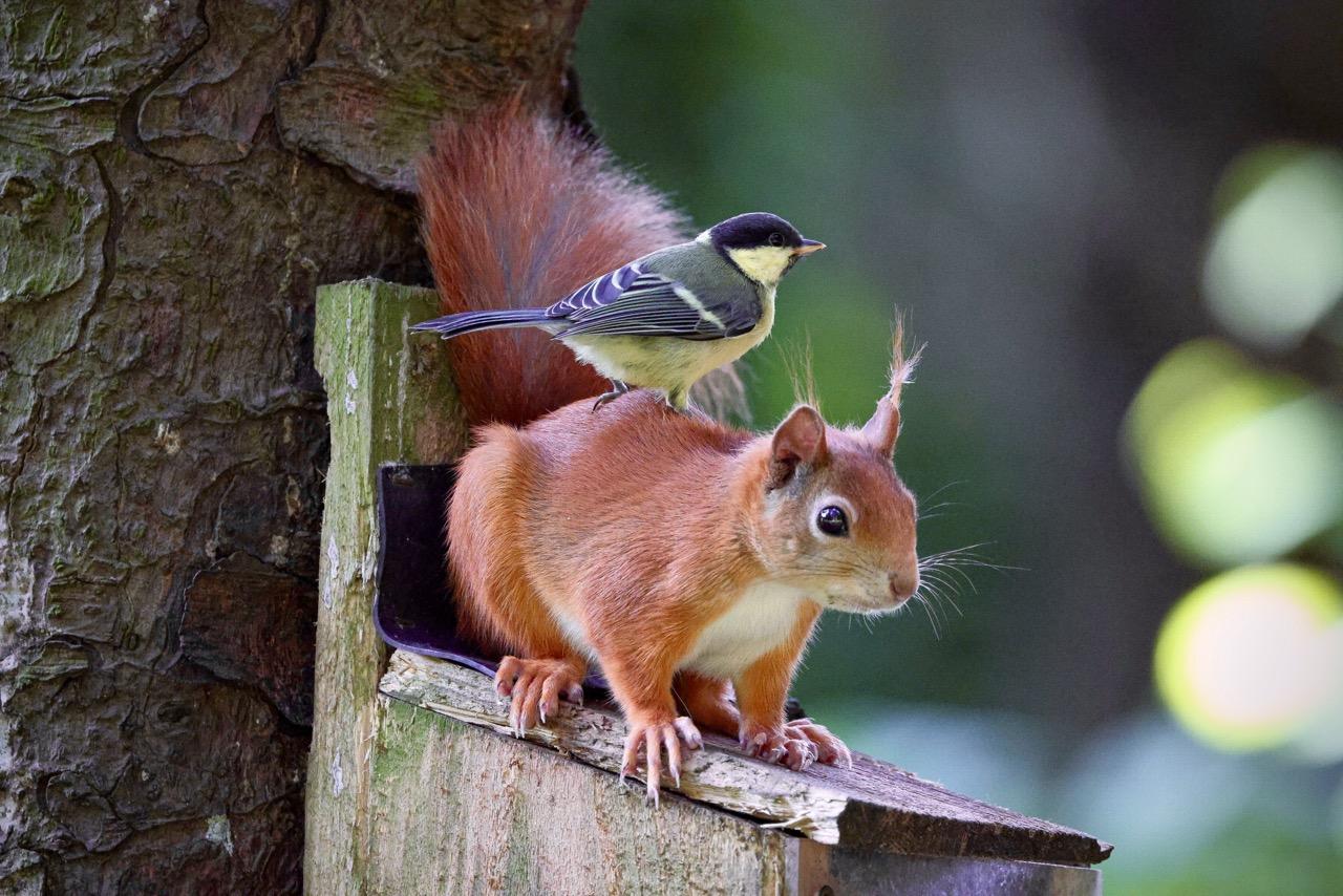 Red-Squirrel-&-Great-Tit-on-back_2026